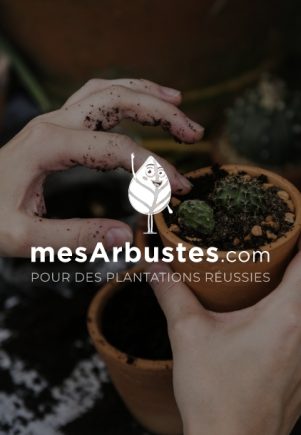 Photo et logo mes arbustes miniature